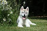 SIBERIAN HUSKY 364